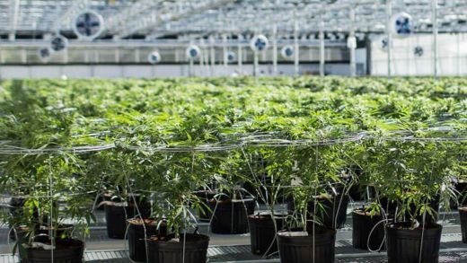 Sept bonnes raisons d’appuyer le Bloc Pot en 2020 Sept bonnes raisons d’appuyer le Bloc Pot en 2020