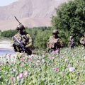Soldats de l'OTAN dans un champ de pavot