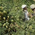 Négociations entre un soldat et un cultivateur afghan