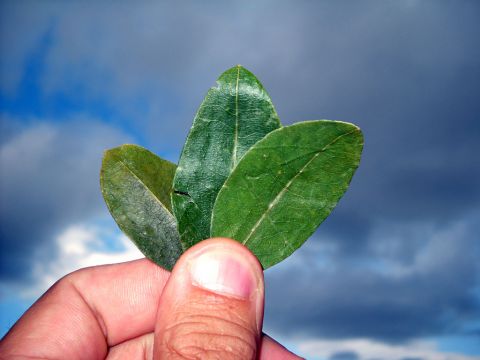 Feuilles de coca