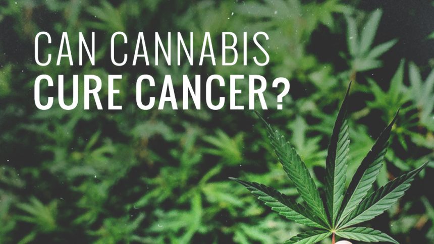 Guérir du cancer grâce au cannabis ?
