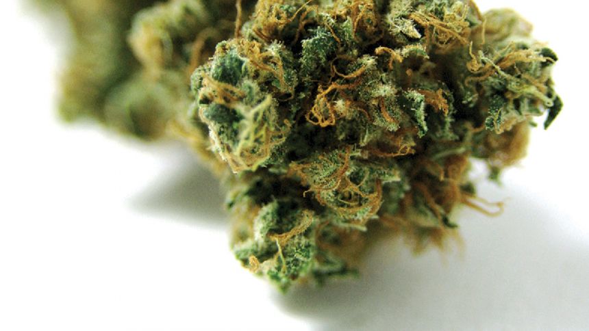 À propos du Bloc Pot