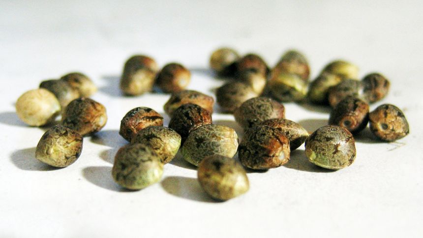 Graines de cannabis: il faut semer pour récolter – Photo: thöR sour licence CC BY 2.0