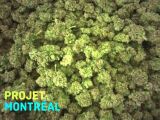 Projet Montréal : Projet cannabis ?