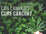 Guérir du cancer grâce au cannabis ?